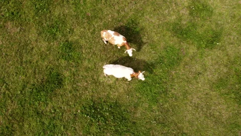 Top down view of cows on pasture Stock Footage 213331699