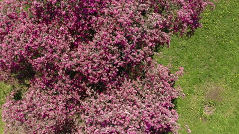 Top down view of Crabapple tree in bloom. Pink color flowers. Stock Footage 151059048
