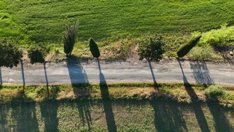 Top Down View of Cypress Shadows Stretching Across Country Lane Video stock 346987270
