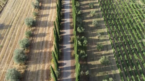 Top down view of cypress trees in tuscany 스톡 동영상 158929688