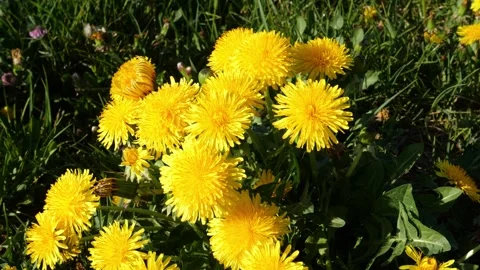 Top-Down View of Dandelion – 4K Cinematic Nature Close-Up 動画素材 320189259