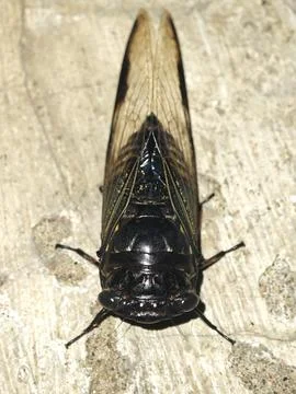 Top-Down View of a Dark Cicada on Textured Ground Stock Photos