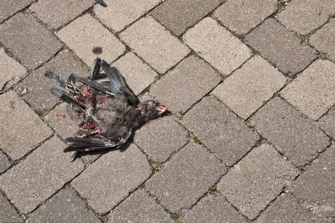Top down view of a dead raven crow fresh roadkill Foto stock
