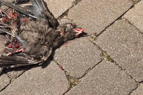 Top down view of a dead raven crow fresh roadkill Foto stock