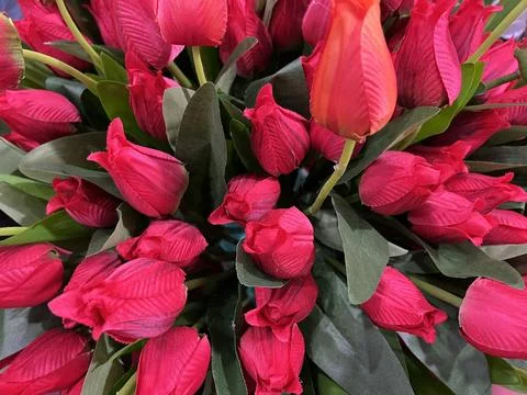 Top-down view of dense artificial red and orange tulip Фото