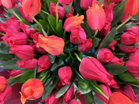 Top-down view of dense artificial red and orange tulip Stockfoto's