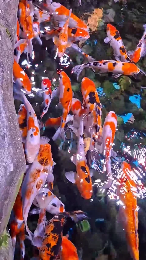Top-down view of a dense crowd of brightly colored koi fish swimming dynami.. Stock Footage 338183084