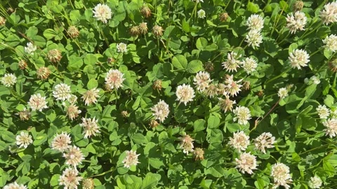 A top-down view of a dense field filled with blooming white clover flowers Stock Footage 337627980