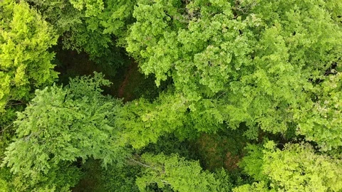 Top down view of dense forest Stock Footage 109175506