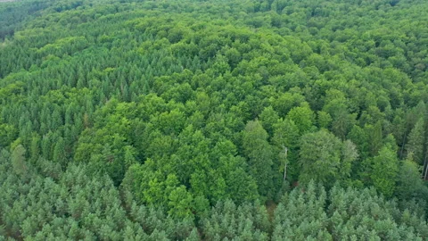 Top down view of dense forest, woodland aerial shot. Drone fly over pine trees Stock Footage 164908207