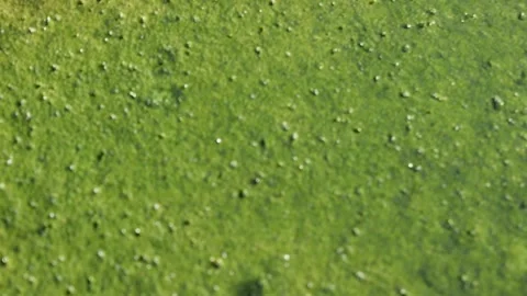 Top-Down View of a Dense Green Algae Bloom Surface Stock Footage 325739587