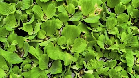 Top down view of dense green water lettuce plants floating on a pond surface Stock Footage 325947891