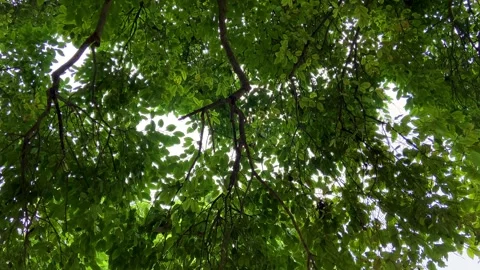 Top-Down View of Dense Green Tree Canopy Stock Footage 341718917