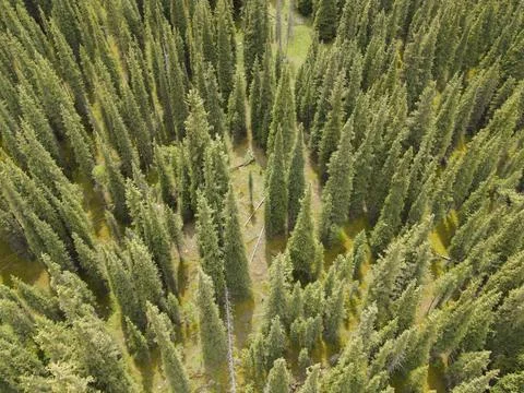 Top down view of dense green pine tree forest Stock Photos