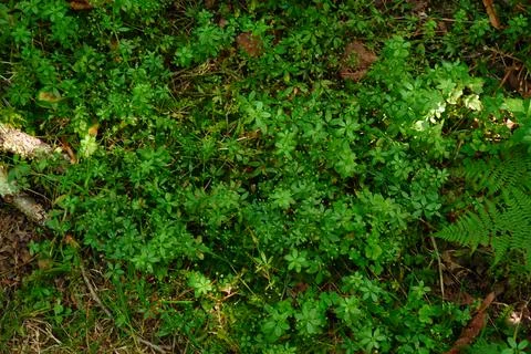 Top down view of dense green forest ground cover foliage moss and fern leaves 스톡 사진