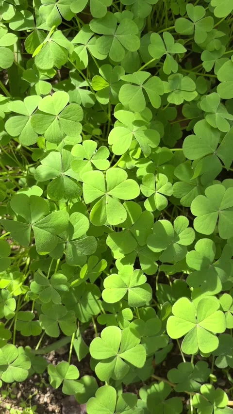 Top down view of a dense patch of green clovers growing in a garden under s.. Stock Footage 326749552