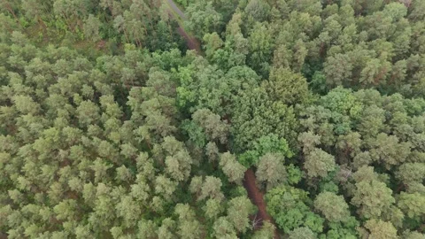 Top down view of dense summer forest canopy near Kromlau Stockbeeldmateriaal 340646789