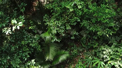 Top-down view of dense verdant jungle foliage Stockbeeldmateriaal 347684032