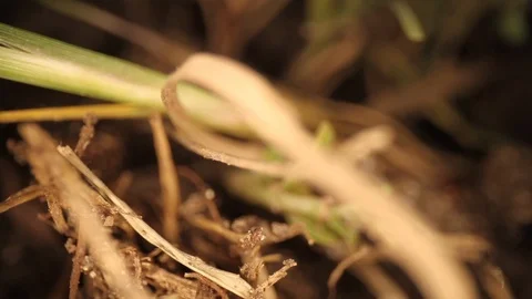 Top down view of disturbed fire ant mound - highly magnified portions of Stock Footage 120115638