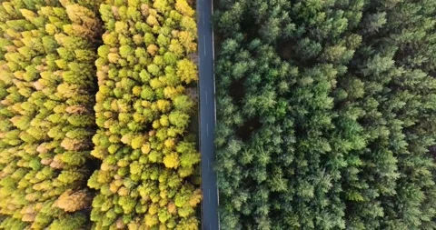 Top down view of divided area with yellow and green evergreen trees Video stock 145990008