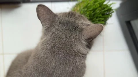 Top down view of a domestic gray cat with short hair eating fresh, sprouted Stock Footage 329757421