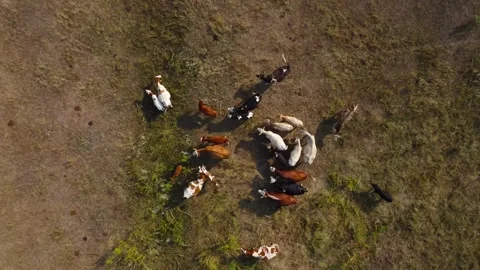 Top-Down View: Drone Approaches a Herd of Cows in a Meadow Stock Footage 322518157