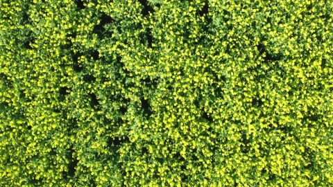 Top down view, drone flight over a wide blooming rapeseed field. Top down view. Stock Footage 283006139