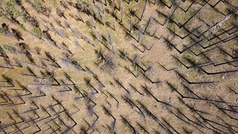 Top down view drone flight burned bare tree trunks Stock Photos