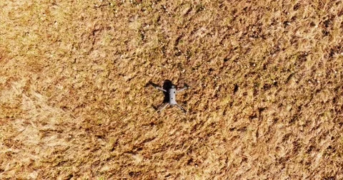 Top down view of drone take-off from dry grass field Stock Footage 341923466