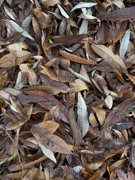 Top-down view of dry, fallen leaves in various shades of brown, beige Stock Photos