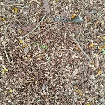 Top down view dry fallen brown leaves twigs scattered on earth autumn Stock Photos