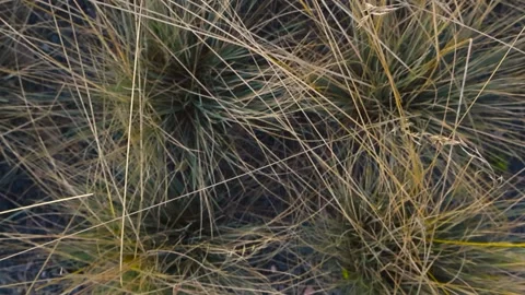 Top down view of dry grass swaying in the wind Stock Footage 344859183