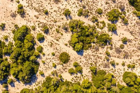 Top down view of dune vegetation Stock Photos