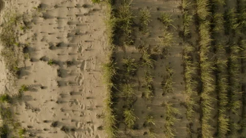 Top Down view of the dunes in Rehoboth Beach, Delaware 库存影片 208899004