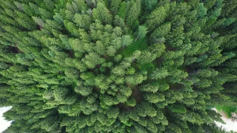 Top down view of evergreen trees. Drone view Video stock 201940238