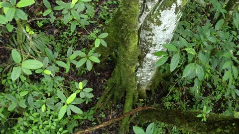 Top down view of the extended roots from a tropical tree Stock Footage 165847554