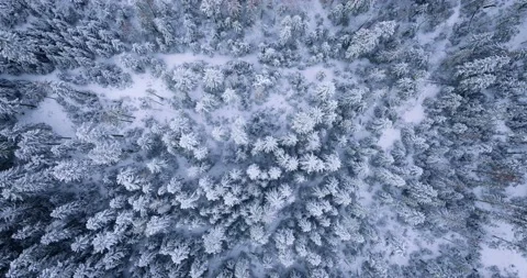 Top down view of a fabulous winter landscape with trees in frosty day. Poland Stock Footage 234572805