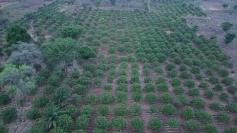 Top down view of Farm landscape in Nigeria Stock Footage 161196884