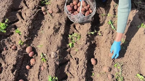 Top-Down View of Farmer Harvesting Fresh Potatoes into Wicker Basket in Field 스톡 동영상 345695404