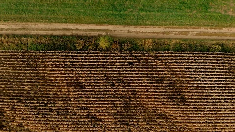 Top down view of farmland in the light of the setting sun. Stock Footage 96193555