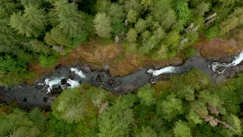 Top down view of fast moving river with rapids surrounded by pine forest. 库存影片 194520431