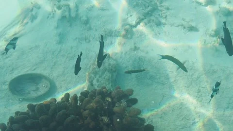 Top down view of fish swimming near a coral reef at the bottom of the Sea Stock Footage 295038352