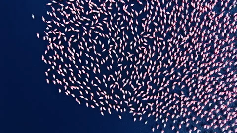 Top down view of flamingos walking in formation, Bulgaria Stock Footage 340405955