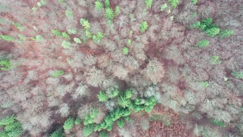 Top down view flight above mixed forest with red ground from fallen leaves Stock Footage 137326931