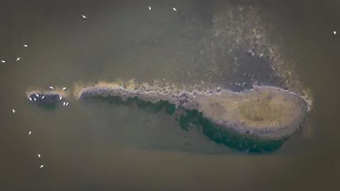 Top down view on floating swans. Stock Photos