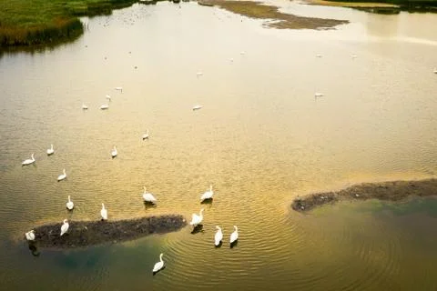 Top down view on floating swans. Stock Photos