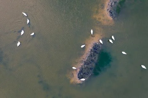 Top down view on floating swans. Stock Photos