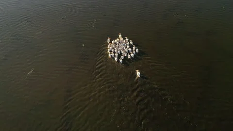 Top down view of flock of birds. The american white pelicans Vidéo 136296960