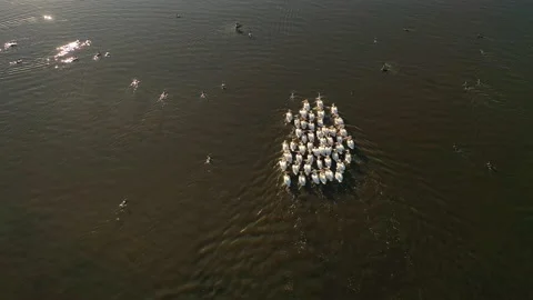 Top down view of flock of birds. The american white pelicans Stock Footage 136298553