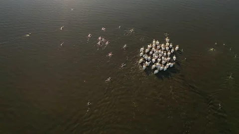 Top down view of flock of birds. The american white pelicans Stock Footage 136300371